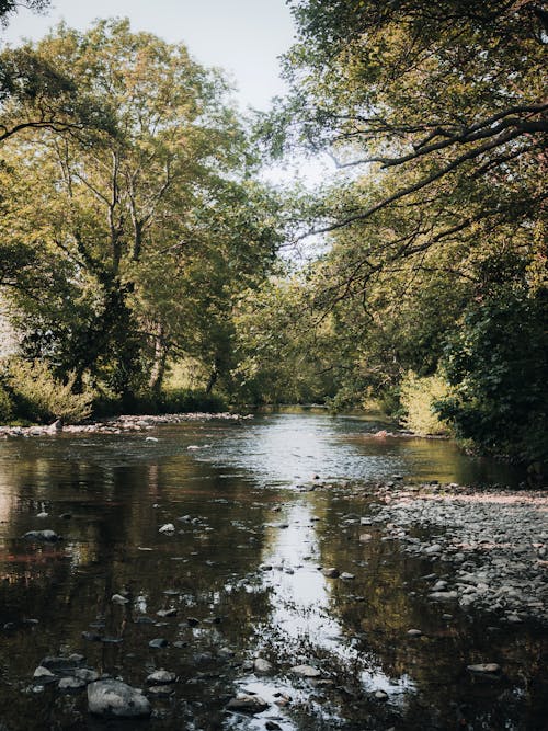 Free Scenic View of River and Trees  Stock Photo