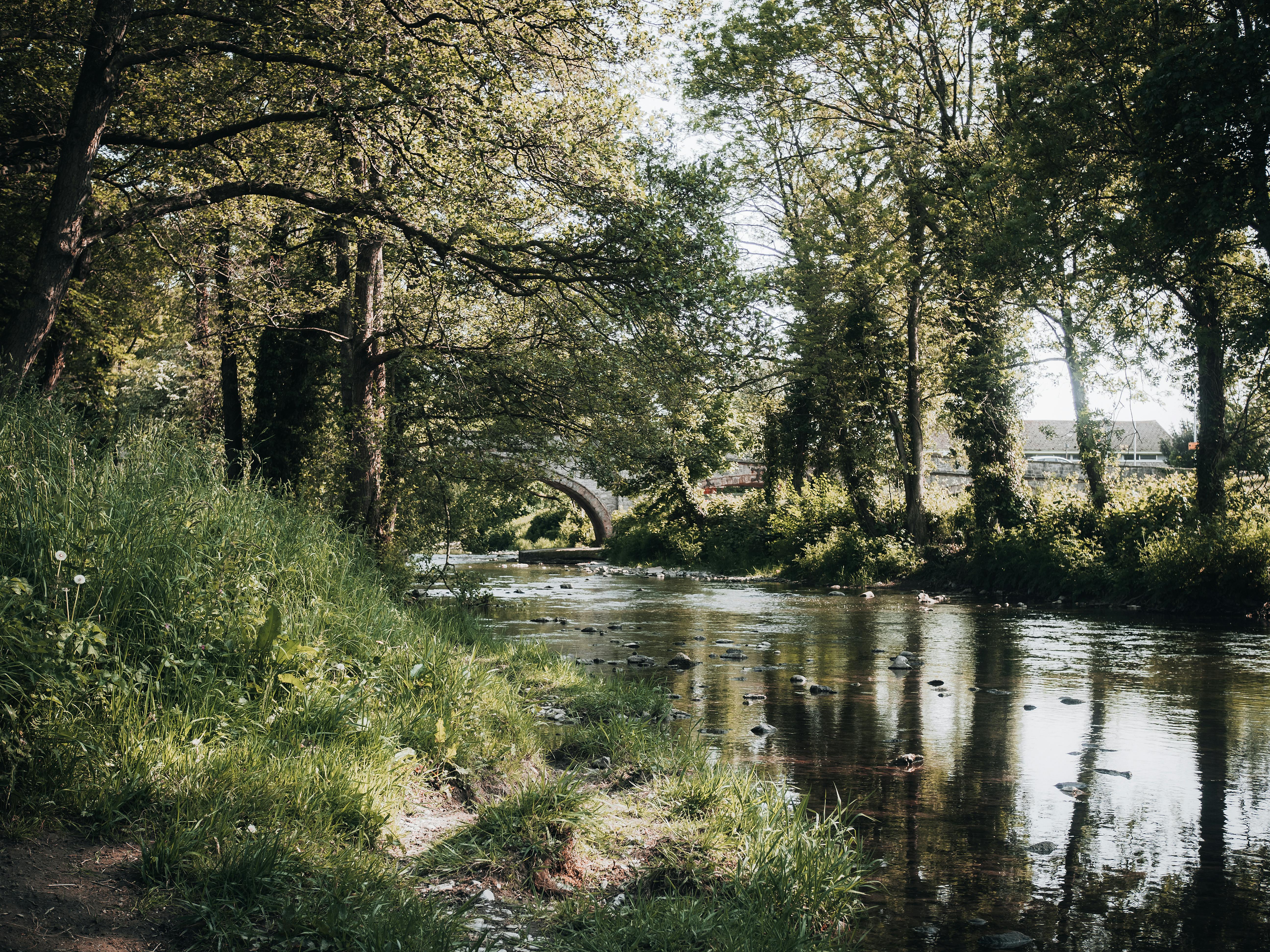 Serene view of a tranquil river flowing through lush greenery in Saint Asaph, Wales