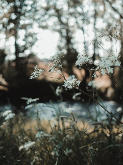 Close up of Thin Plants