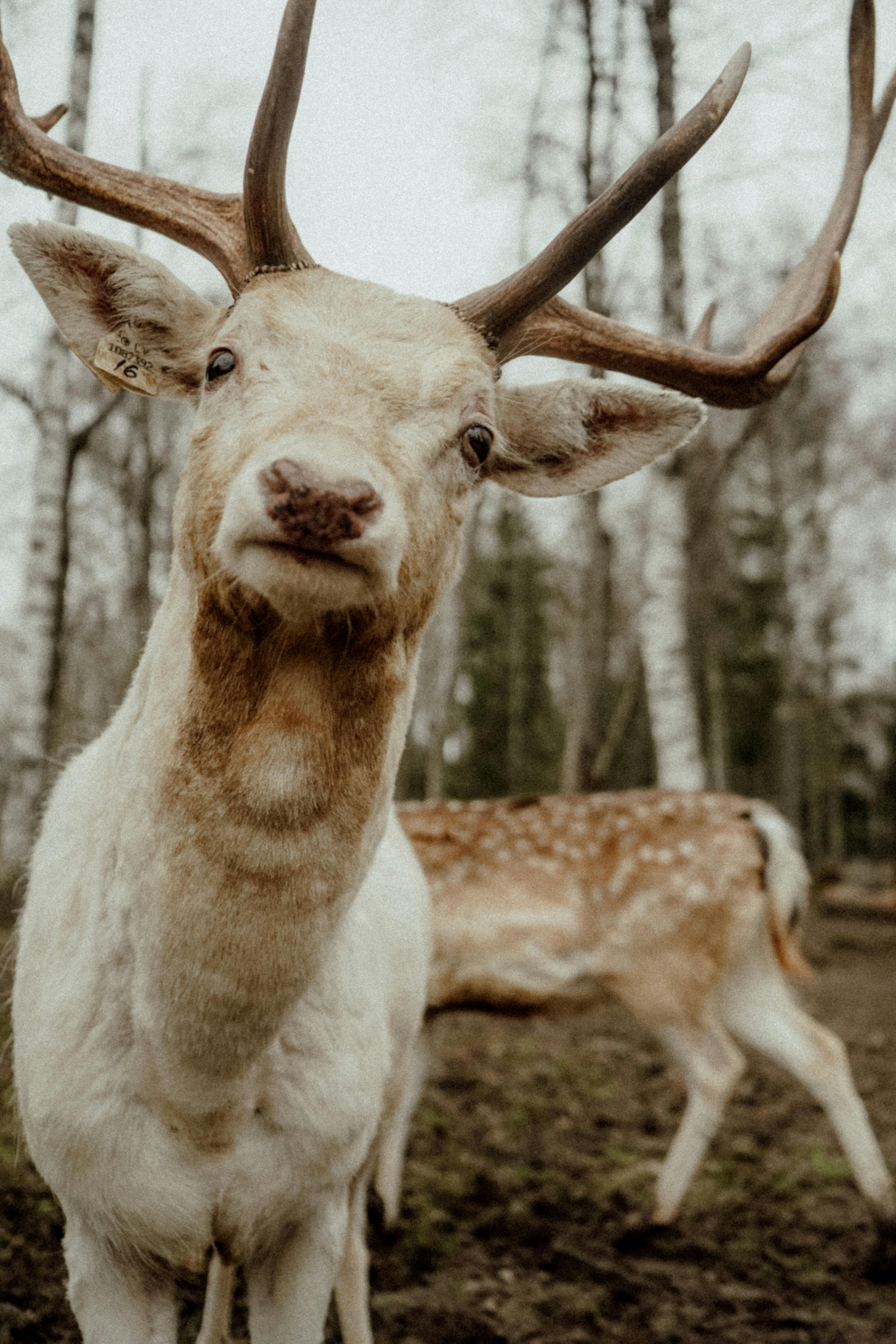 grátis Foto profissional grátis de animais selvagens, animal, ao ar livre Foto profissional