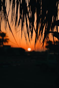 Dramatic silhouette of palm leaves with a vibrant orange sunset sky in the background.