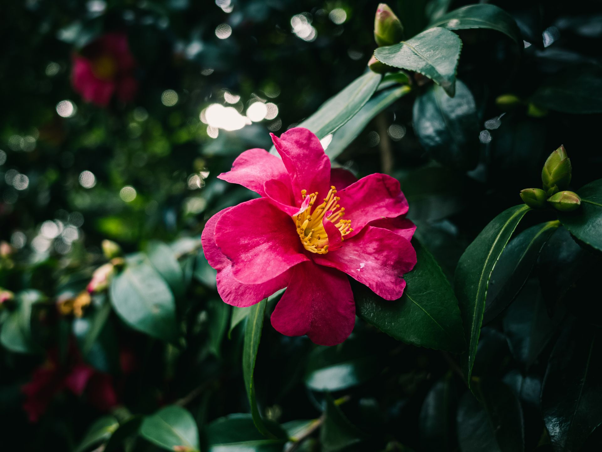 Beautiful close-up of a vibrant pink camellia flower with lush green leaves, exuding freshness.