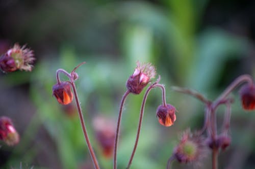 Immagine gratuita di fauna selvatica, fiore, fiori selvatici