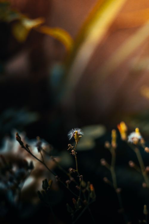 Δωρεάν στοκ φωτογραφιών με bokeh, distrito federal, macro Φωτογραφία από στοκ φωτογραφιών