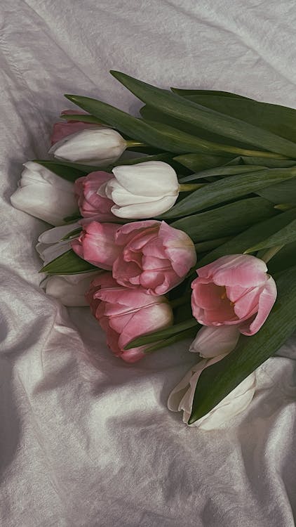 Pink and White Tulips · Free Stock Photo