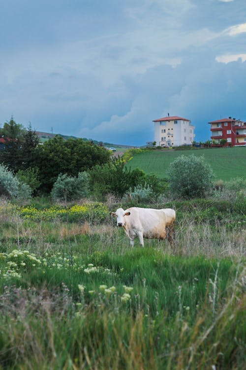 Cow on Grassy Pasture