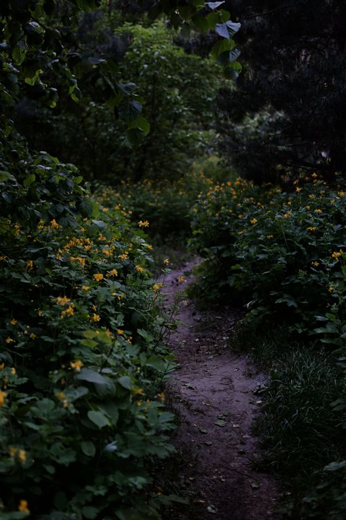 Free Explore a tranquil, lush path surrounded by vibrant green foliage and yellow wildflowers. Stock Photo