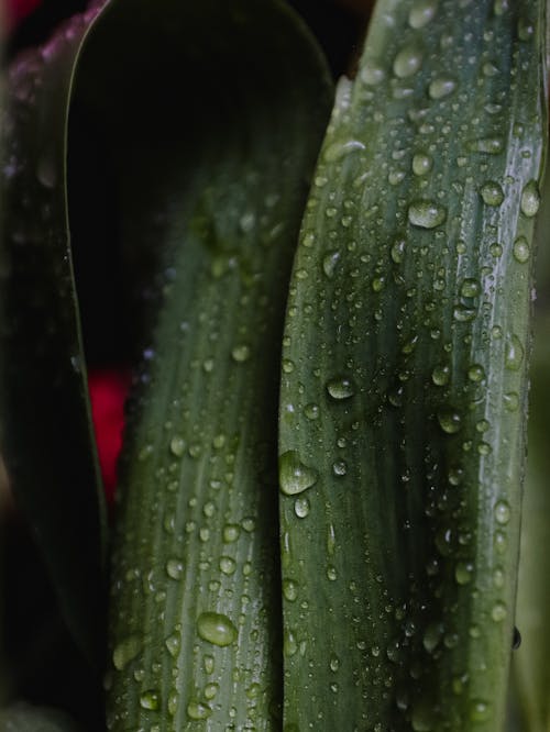 Close-up of Water Droplets on Green Leaves 