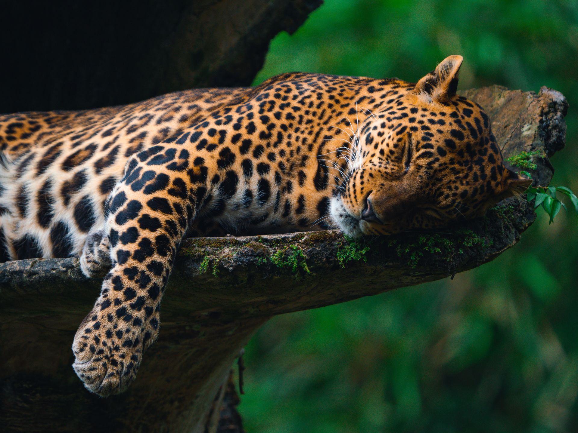 A tranquil scene of a leopard resting on a tree branch in the lush Indonesian forest.