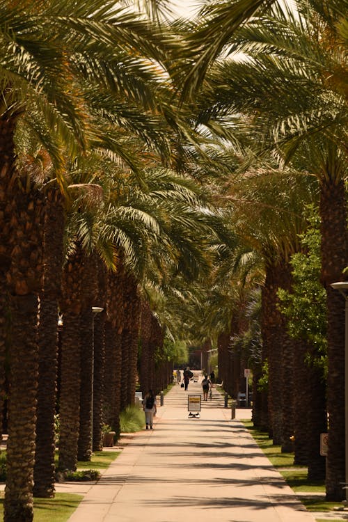 Sunlit Alley with Palm Trees