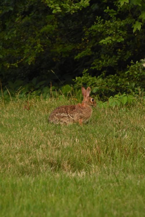 Free A wild rabbit sitting peacefully in a lush green field, surrounded by nature. Stock Photo
