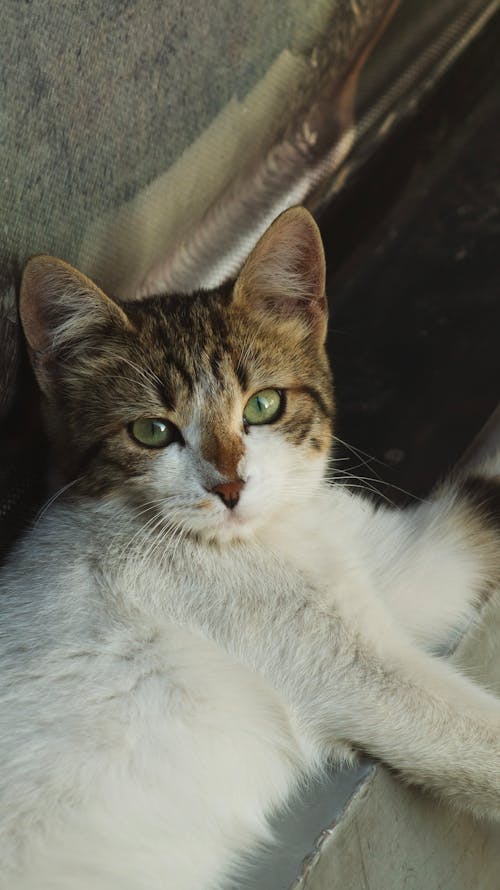 Δωρεάν στοκ φωτογραφιών με αξιολάτρευτος, Γάτα, γατάκι Φωτογραφία από στοκ φωτογραφιών