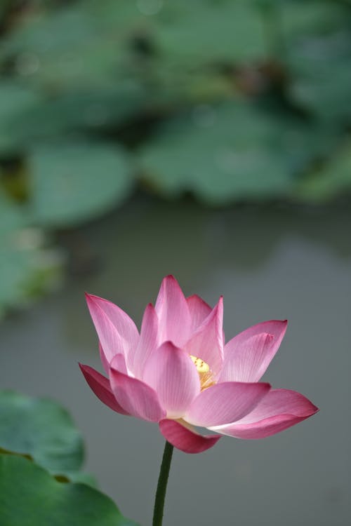 Free Pink Lotus Flower Blooming in a Pond Stock Photo