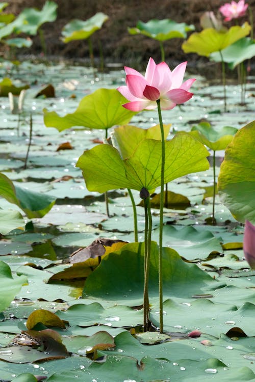 Lotus Flower among Water Lilies