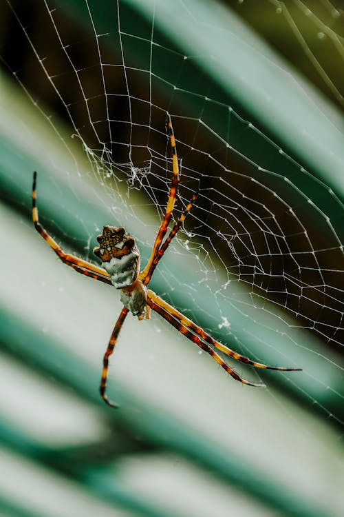 argiope argentata, 거미, 거미류의 무료 스톡 사진