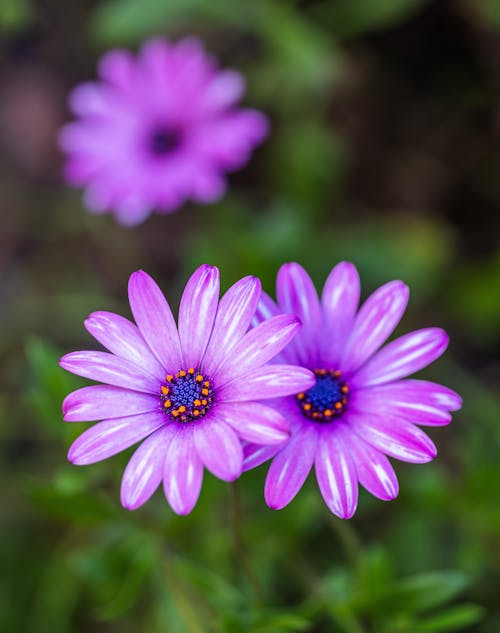 Close-up of Flowers 