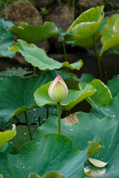 Green Leaves and Lotus Flower