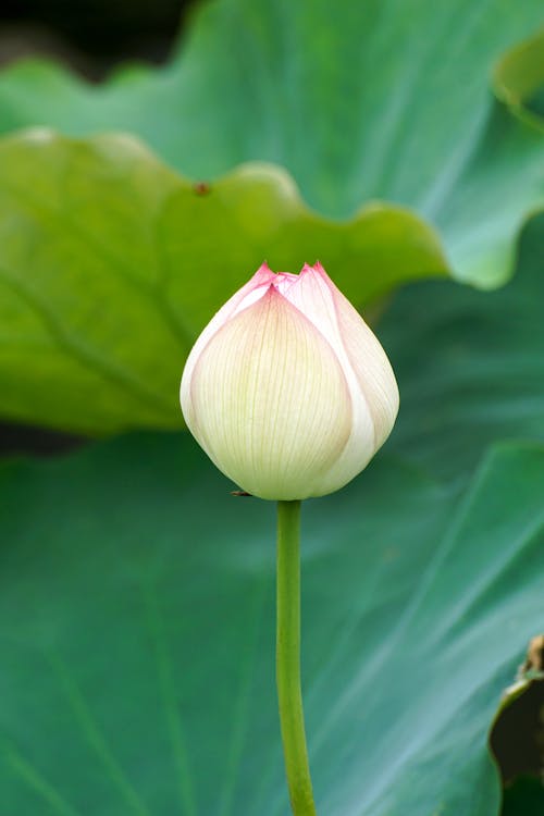Close-up of a Lotus Flower