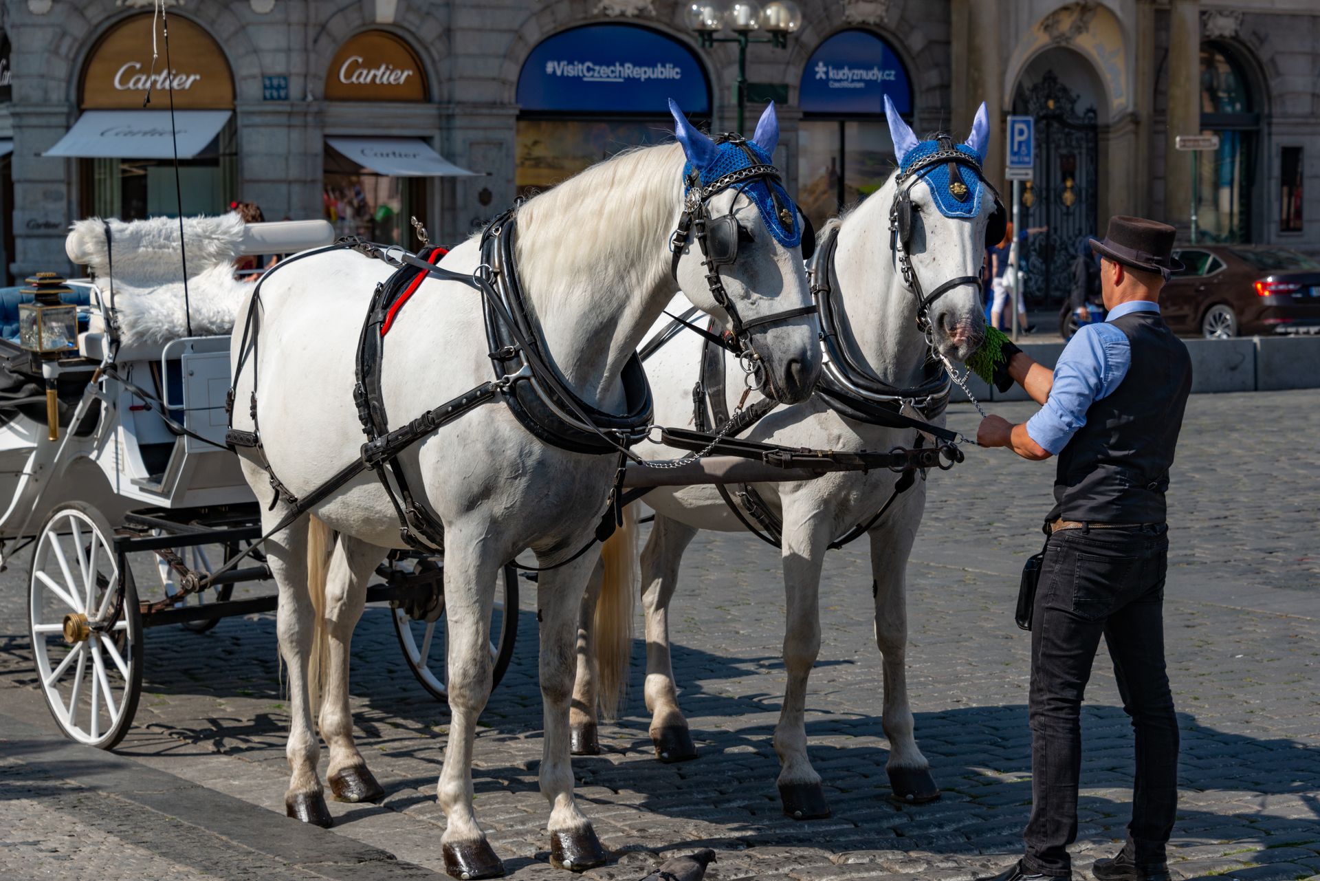 Elegant white horses in a city square, ready for a carriage ride with a driver in vintage attire.