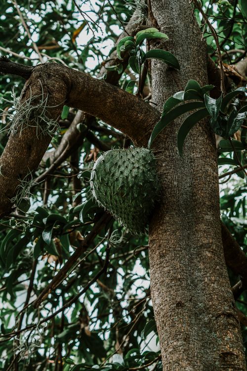 Free Detailed view of a soursop fruit growing on a tree in a lush tropical setting. Stock Photo