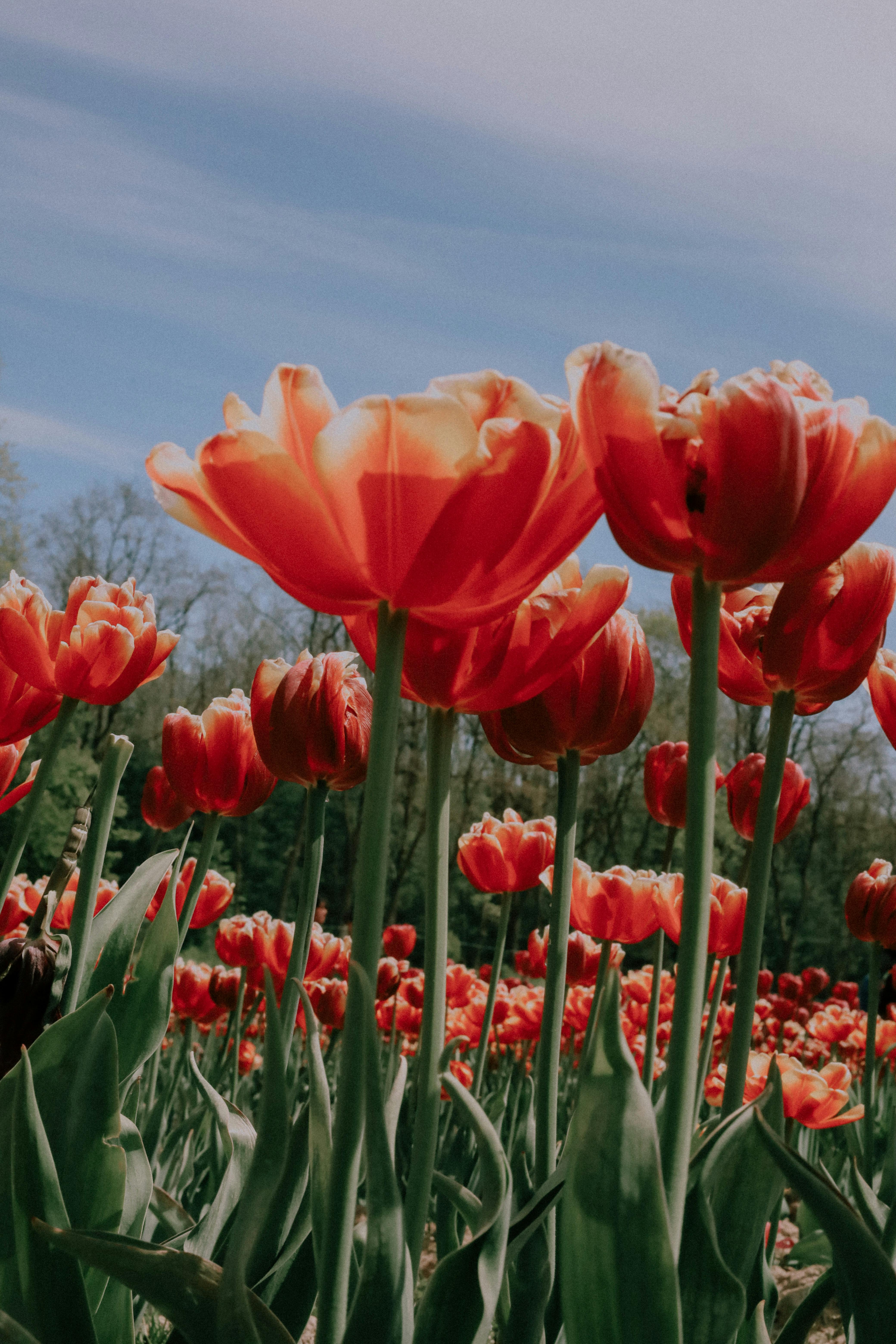 A stunning view of blooming red tulips in a field against a clear blue sky, symbolizing growth and beauty.