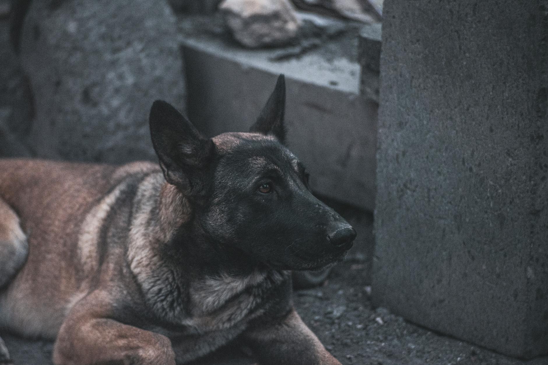A German Shepherd dog relaxing on a concrete floor, showcasing its alertness and calm demeanor.