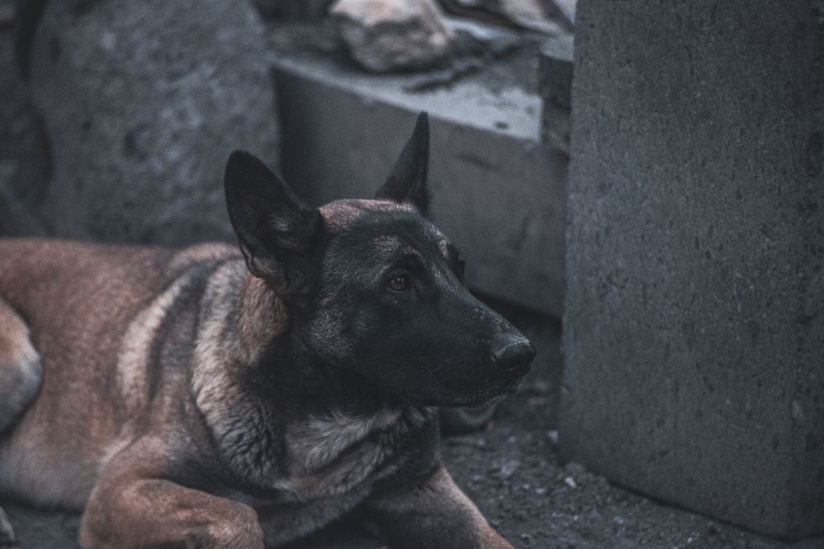 IDE-Shepherd : l'IA gardienne de votre code contre les extensions malv