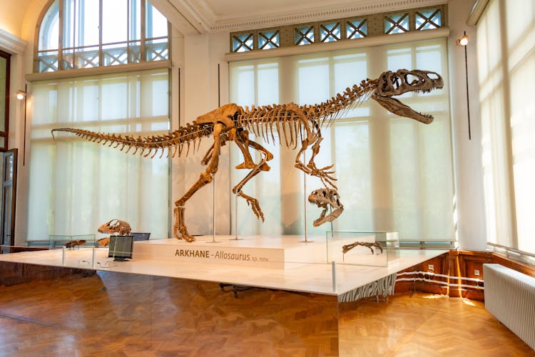 Dinosaur Skeleton On Exhibition In Museum