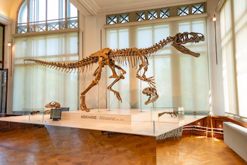 Gratis Fotos de stock gratuitas de dinosaurio, esqueleto, exponer Foto de stock