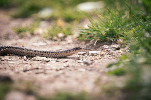 Free Close-up of a snake slithering on a rocky path surrounded by grass. Stock Photo