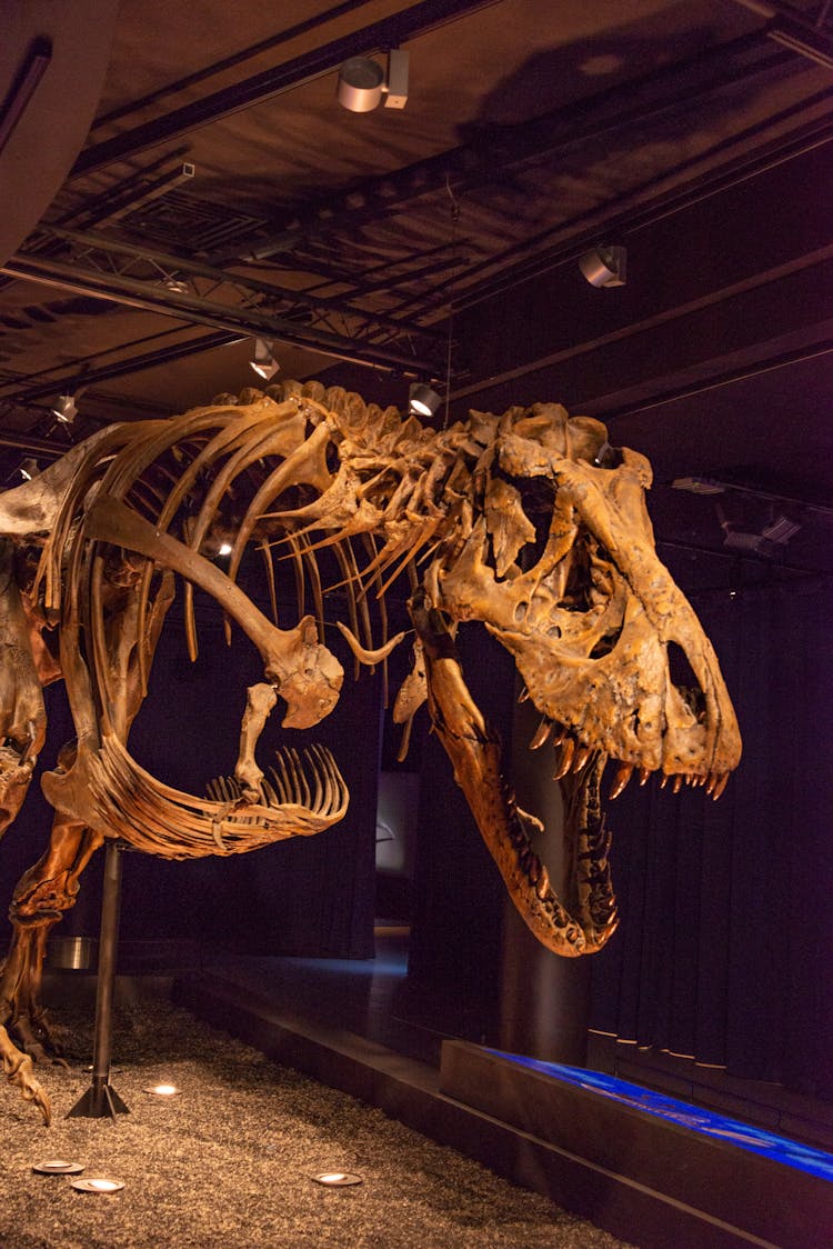 Dinosaur Skeleton In A Museum 