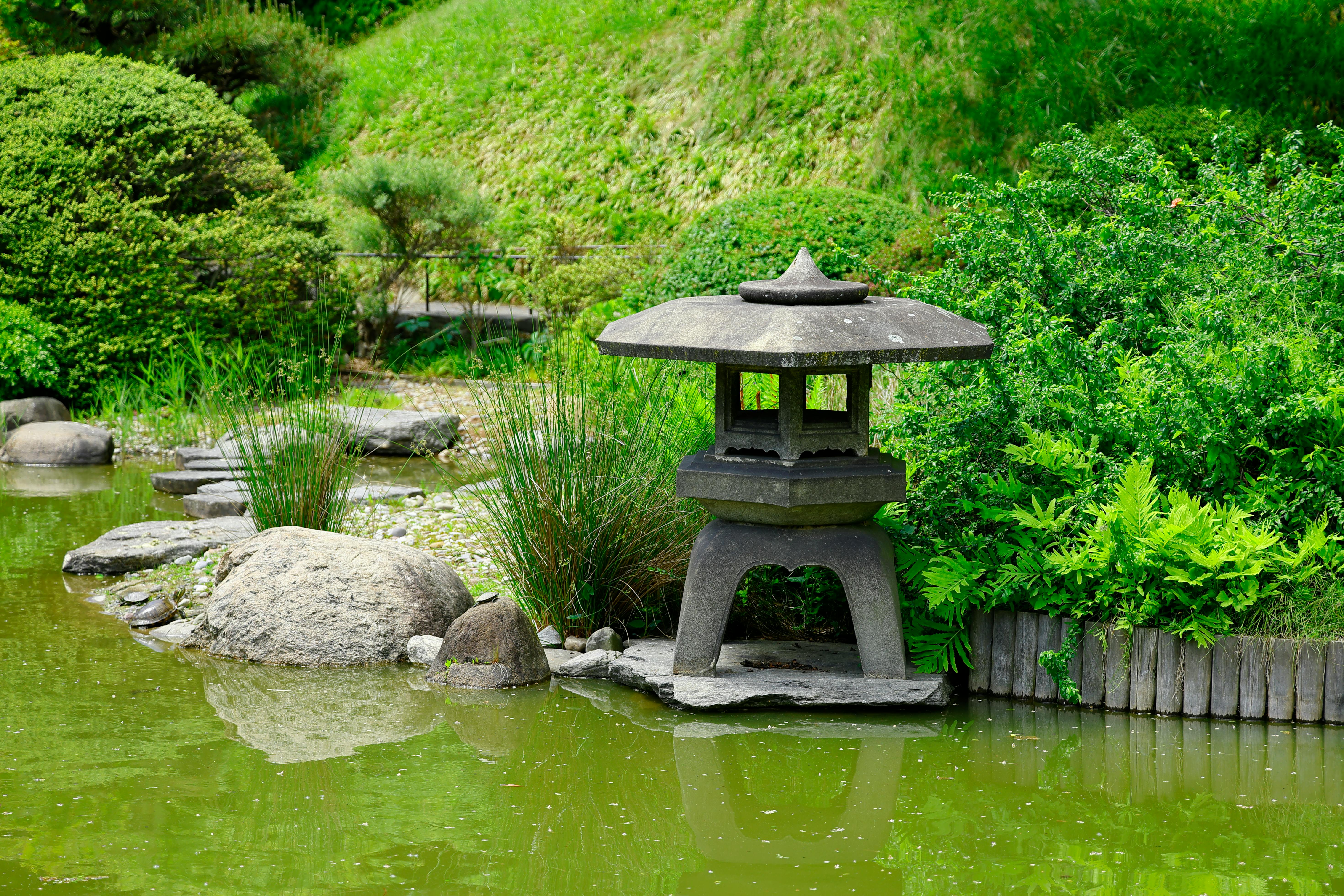Bonsai tree in zen garden, nature photography, pond