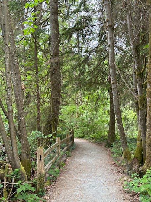 Gratis stockfoto met bomen, Bos, bossen