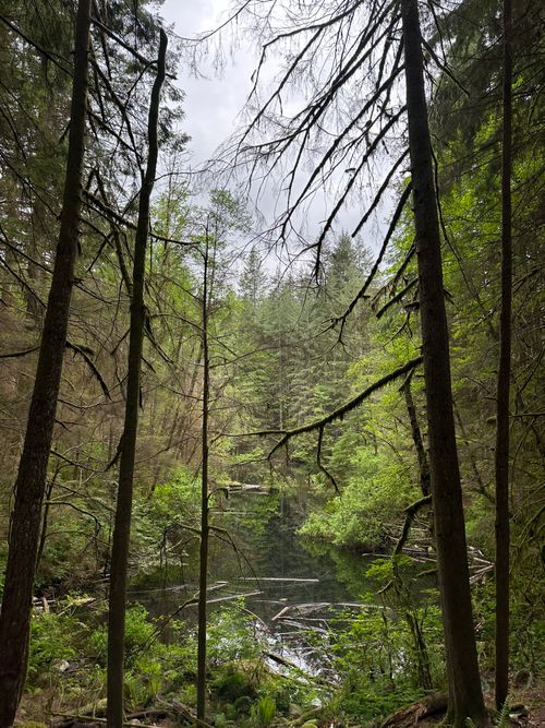 Free Stunning view of deep green forest and serene lake in North Vancouver, Canada. Stock Photo