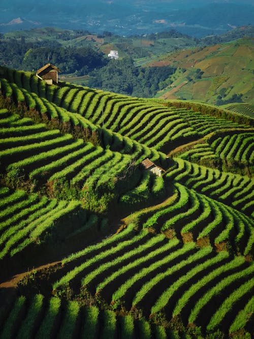 High Angle View of Terraced Fields 