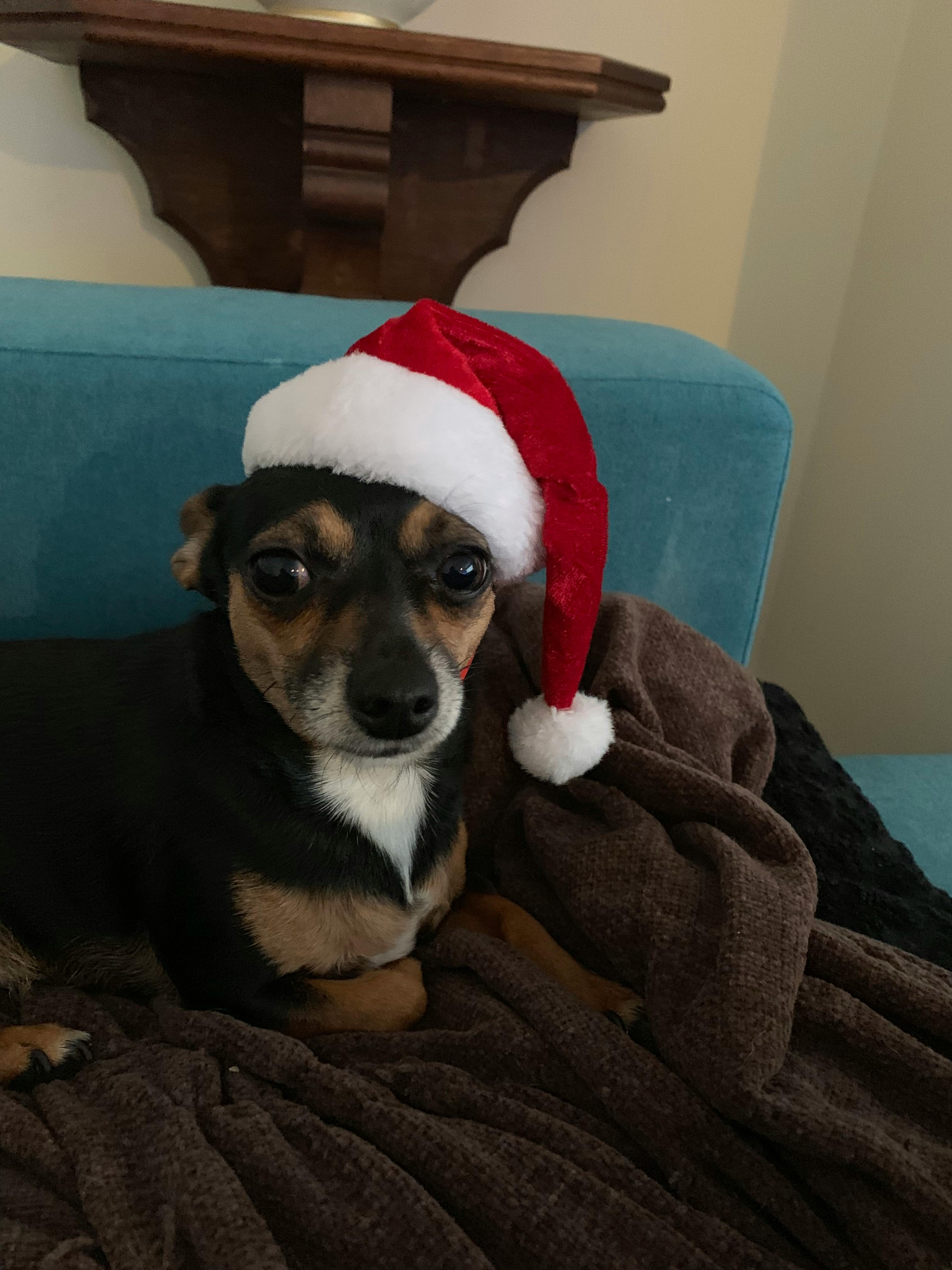 Free stock photo of christmas dog, dog head, jack russell