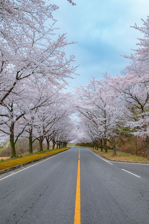 Free A scenic road lined with cherry blossom trees in full bloom, capturing the essence of spring. Stock Photo
