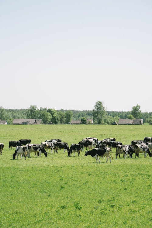 Herd of Cows on a Pasture 
