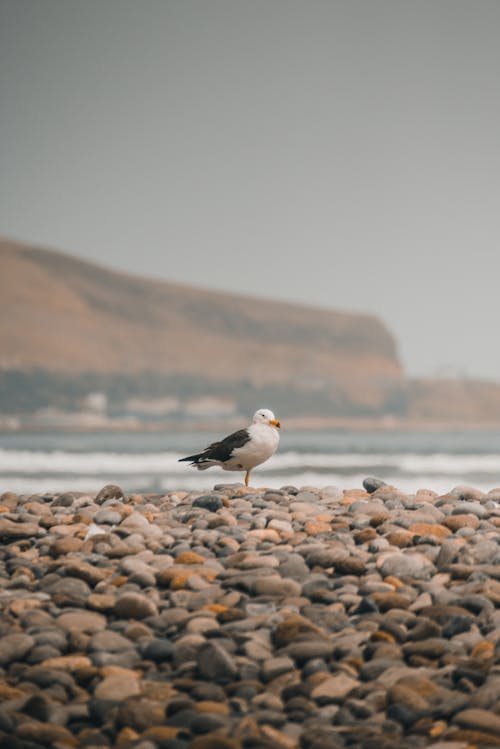 Imagine de stoc gratuită din focalizare selectivă, fotografie cu animale sălbatice, fotografie de animale