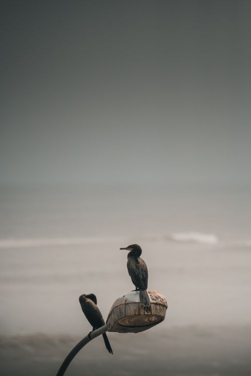 Free Two cormorants rest on a street lamp near a foggy shore in Lima, Peru. Stock Photo