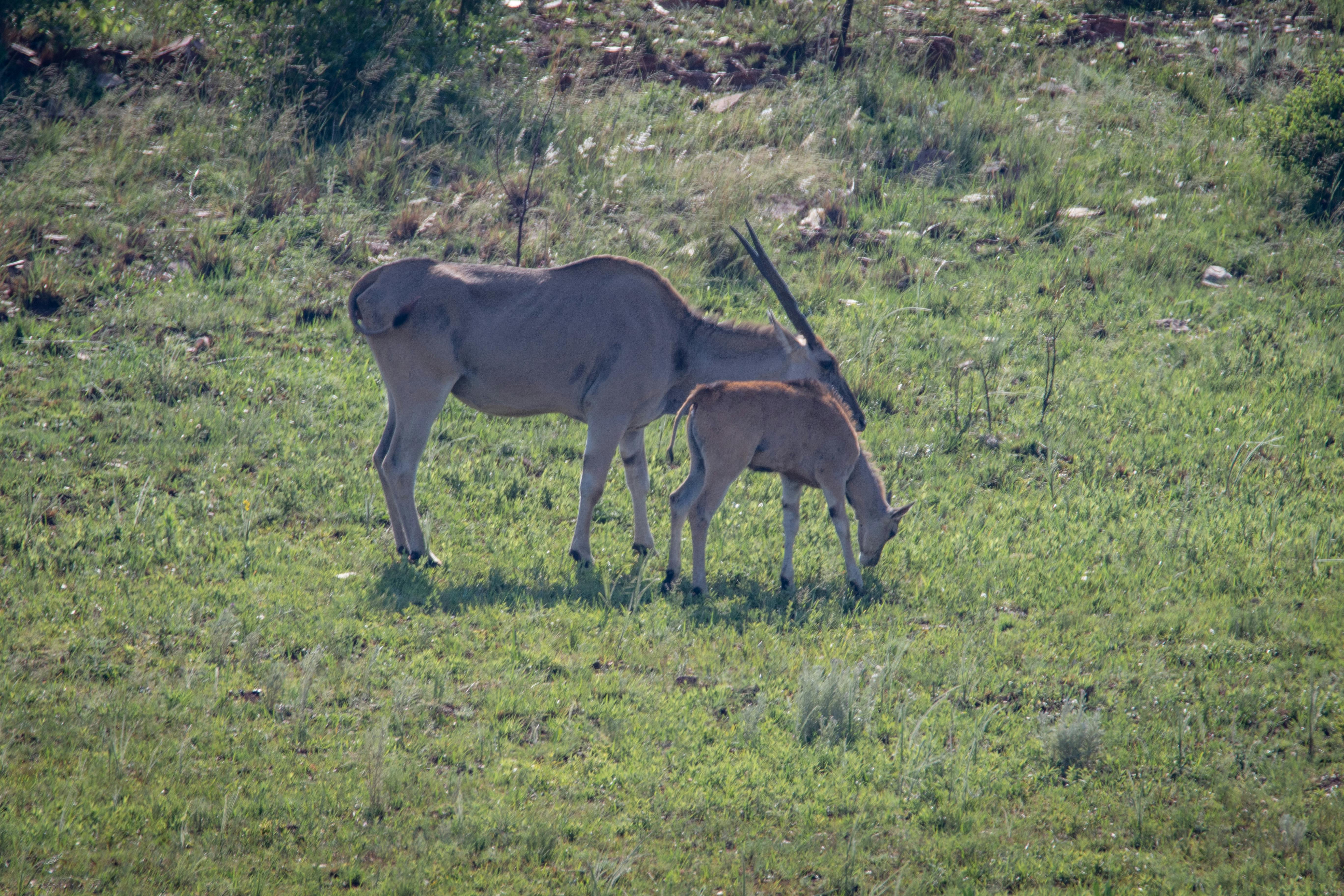 Free stock photo of animals, antelope, baby
