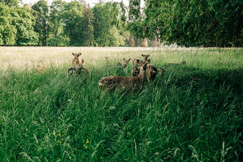 Gratis stockfoto met beesten, dieren in het wild, flora