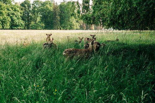 Free A serene scene featuring deer in a lush green meadow during summer. Stock Photo