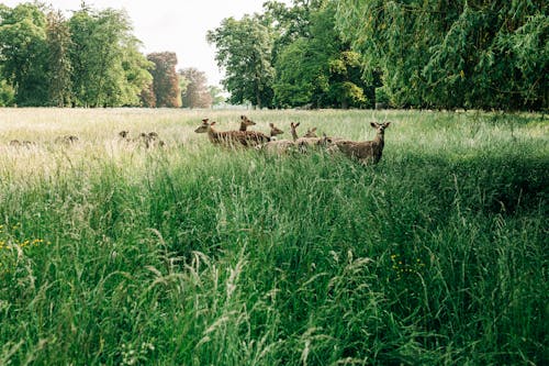 Deer on a Field near Forest