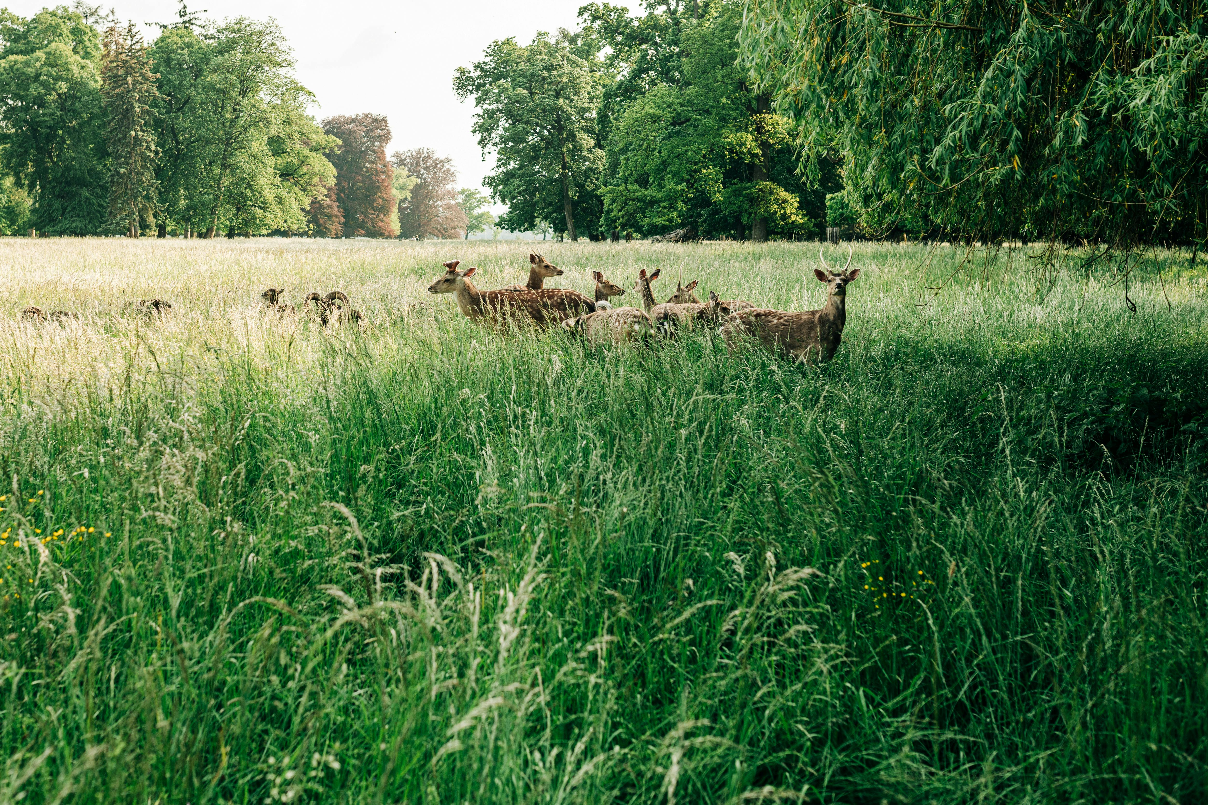 Deer Crossing River · Free Stock Photo