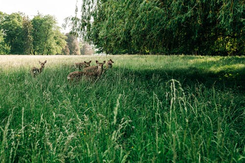 Gratis stockfoto met beesten, bomen, dieren in het wild