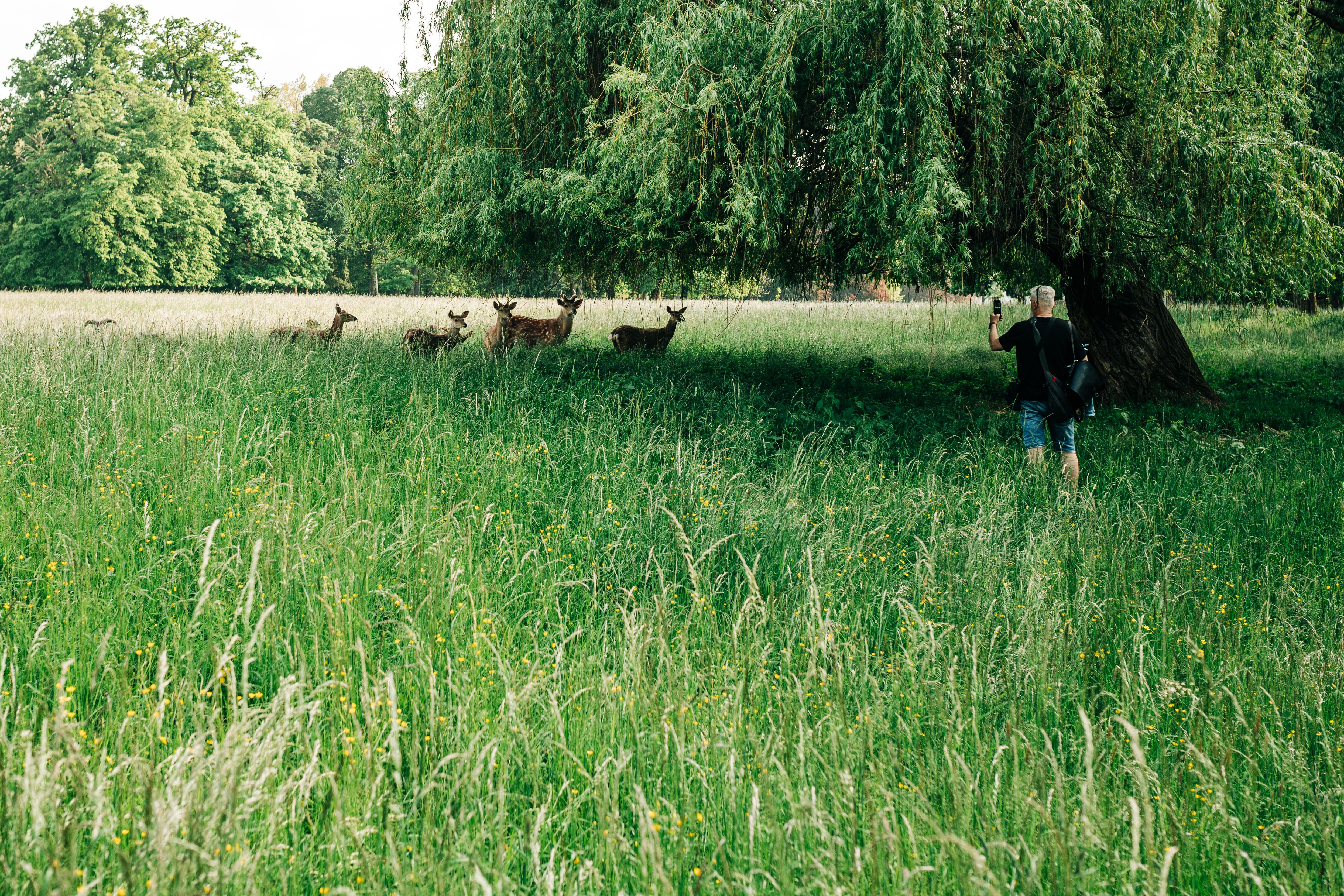 Spot deer fast on a quiet trail without spooking them — pick iso by light, not habit