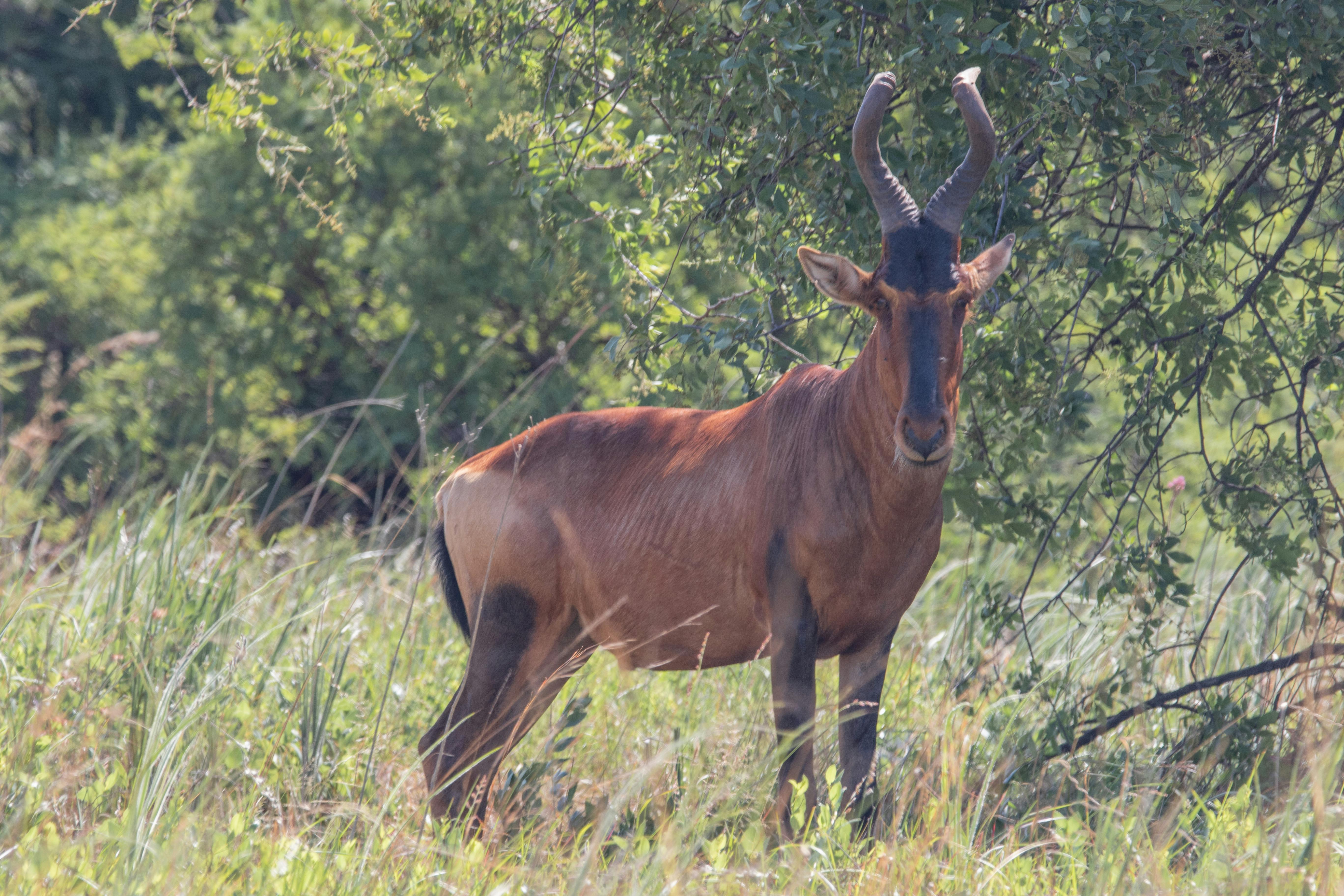 Free stock photo of animals, antelope, bush