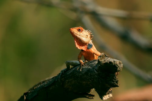 Foto d'estoc gratuïta de animal, arbre, branca