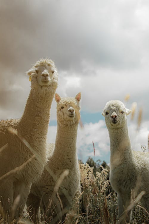 Foto profissional grátis de alpacas, área, bonitinho
